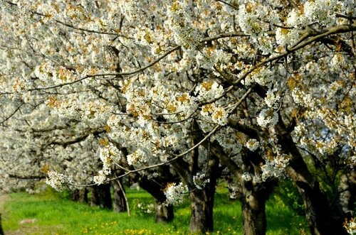 Гостиница Zielone Zacisze в Великопольском воеводстве
