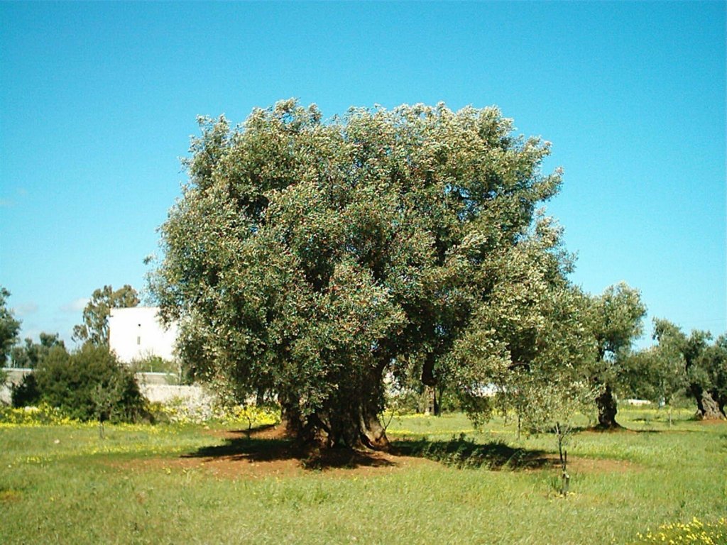 Фото Masseria La Grave