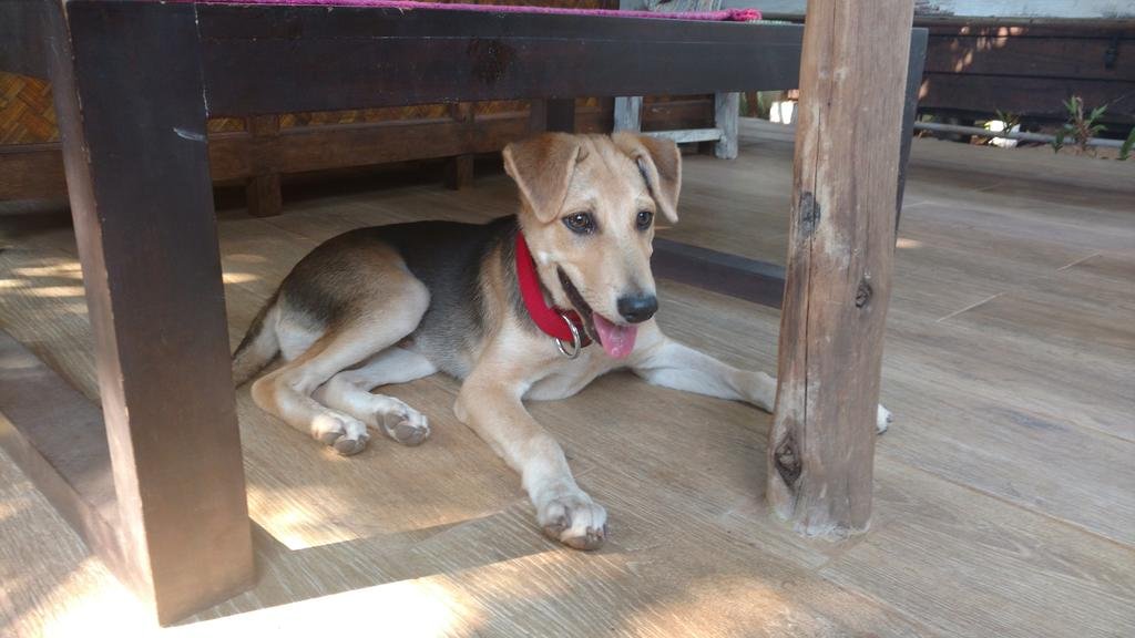 Фото Little India Beach Cottages