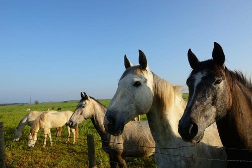 Гостиница Herdade Do Pessegueiro