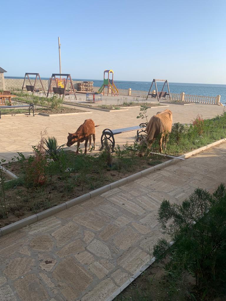 Фото Резидент-Плаза