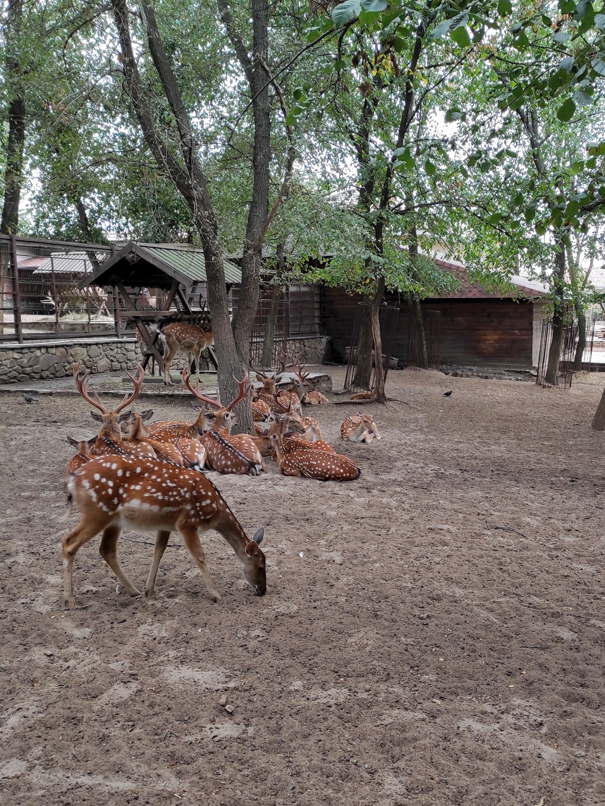 Фото Бумеранг