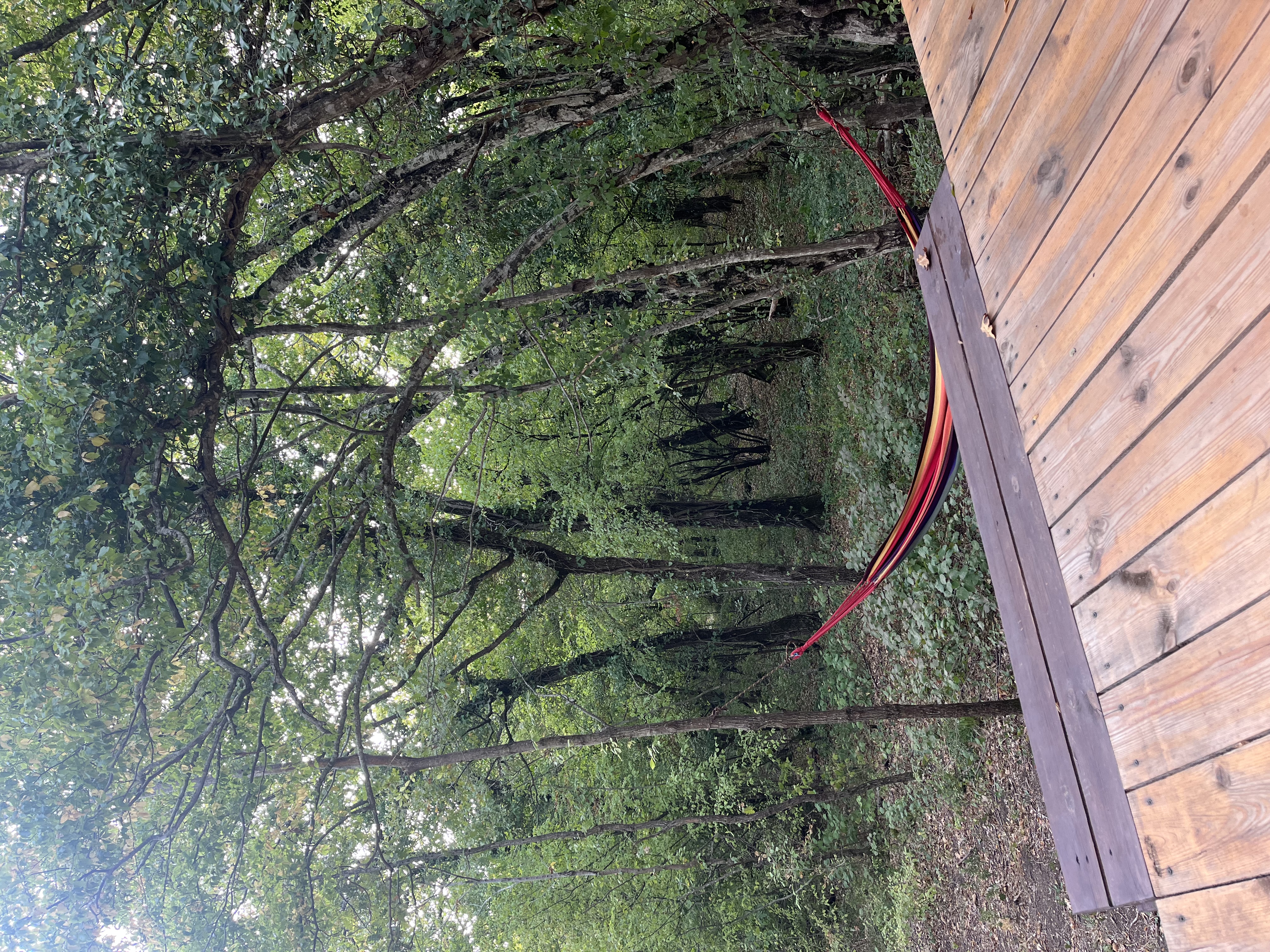 Фото Горный Енот