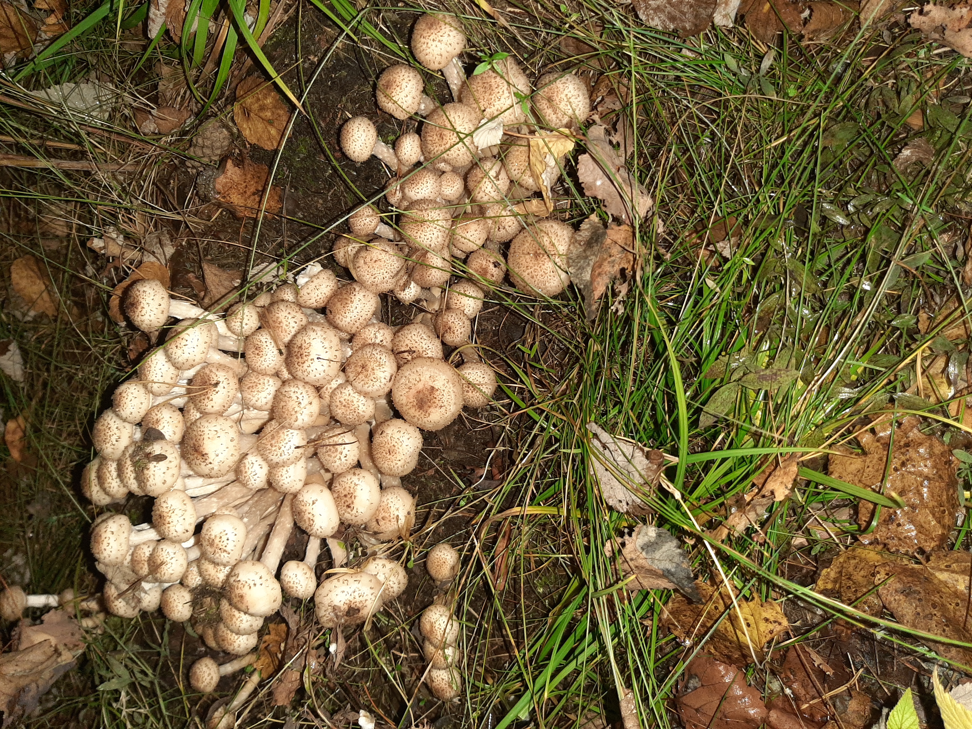 Фото Тихий Лес