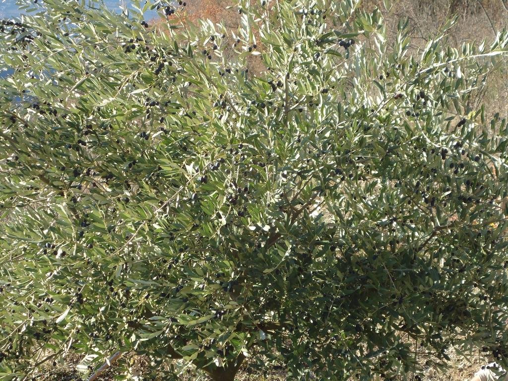 Фото Agritur Masi Brenta