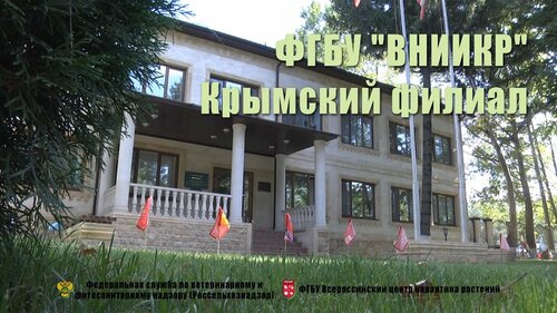 Чери симферополь оленчука