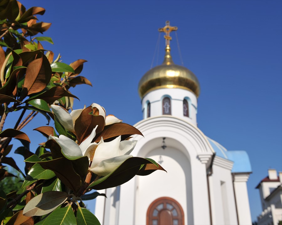 Фото Вязовая роща