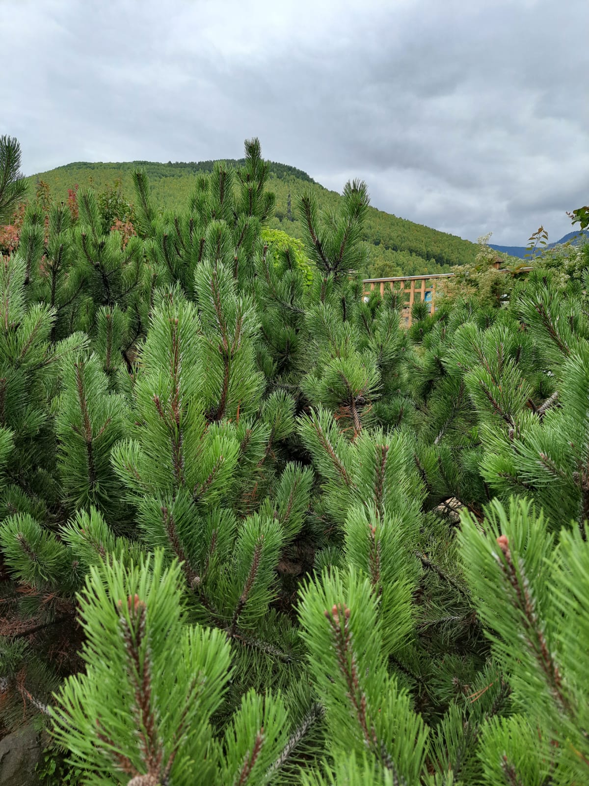 Фото Байкал Делайт