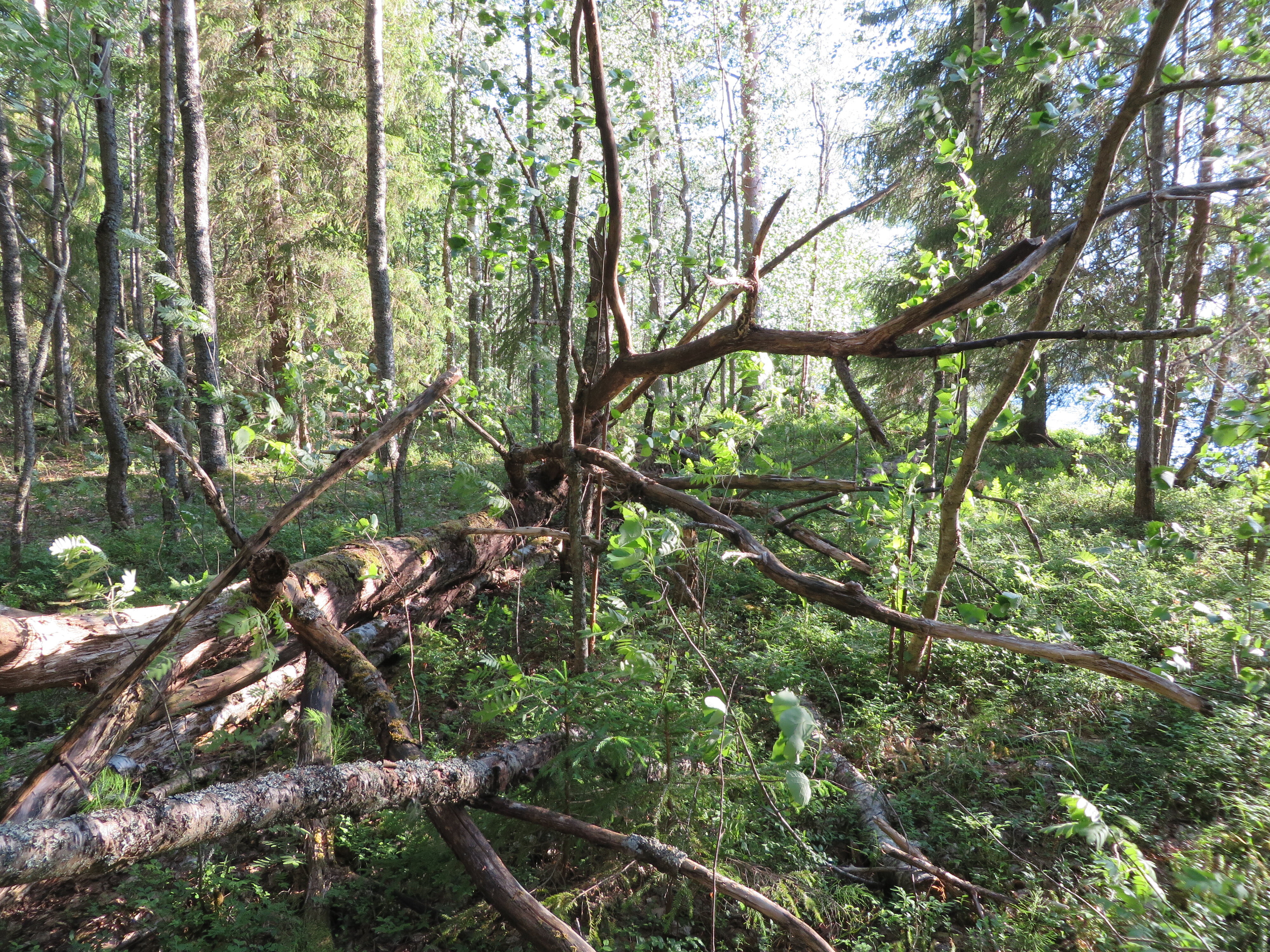 Фото Дальние дачи