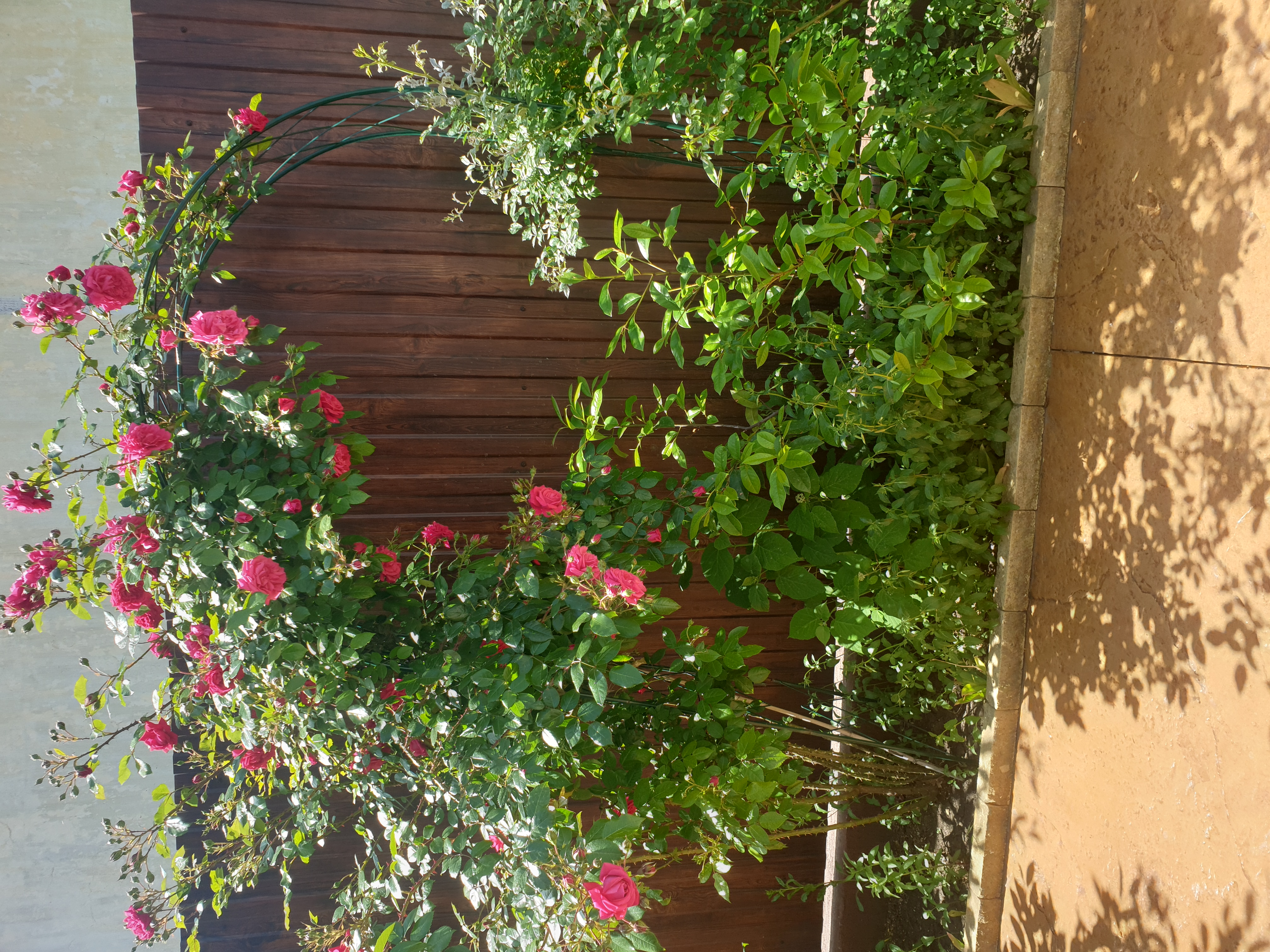 Фото Астерия