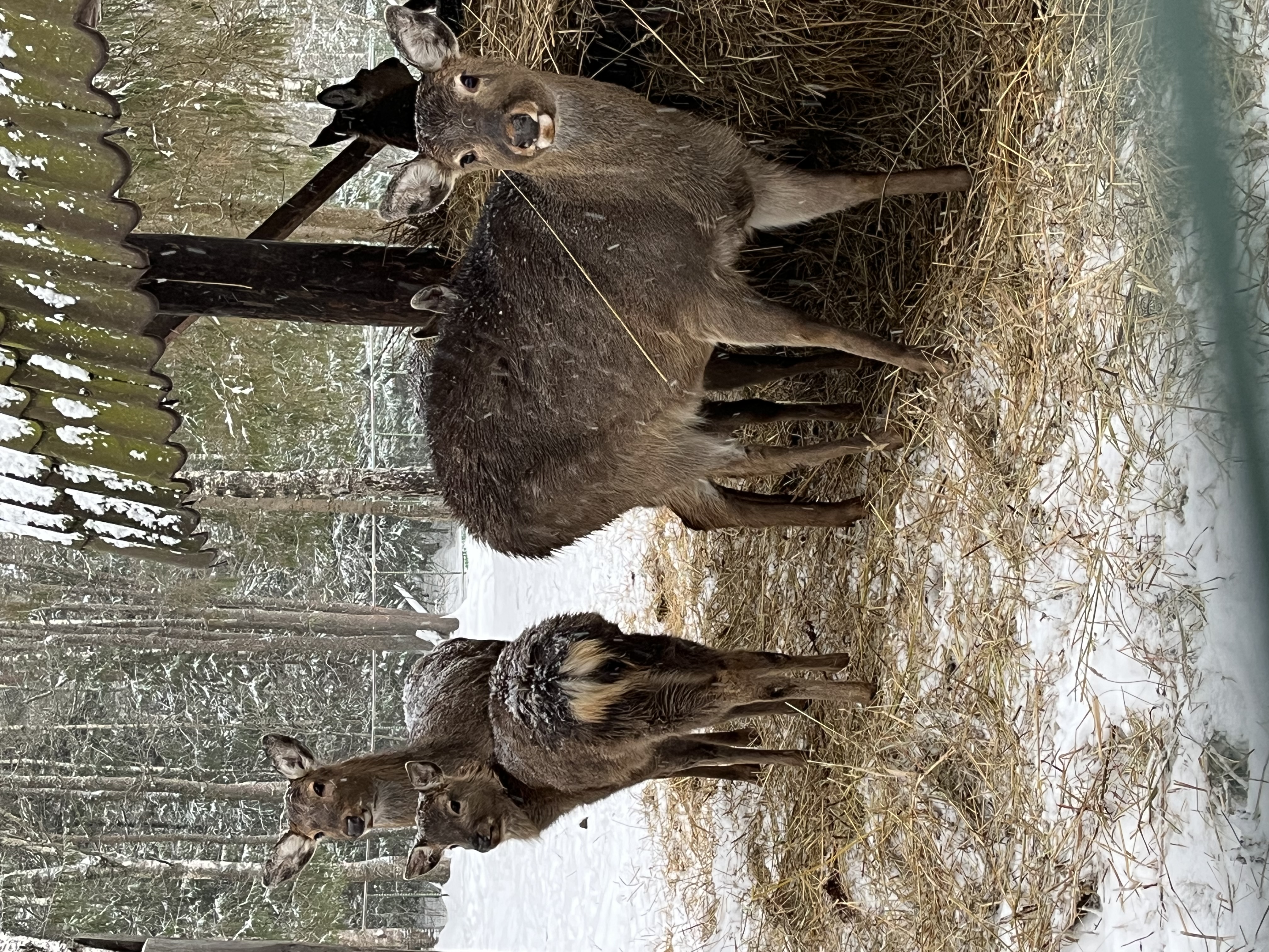 Фото Селигерское Заплавье