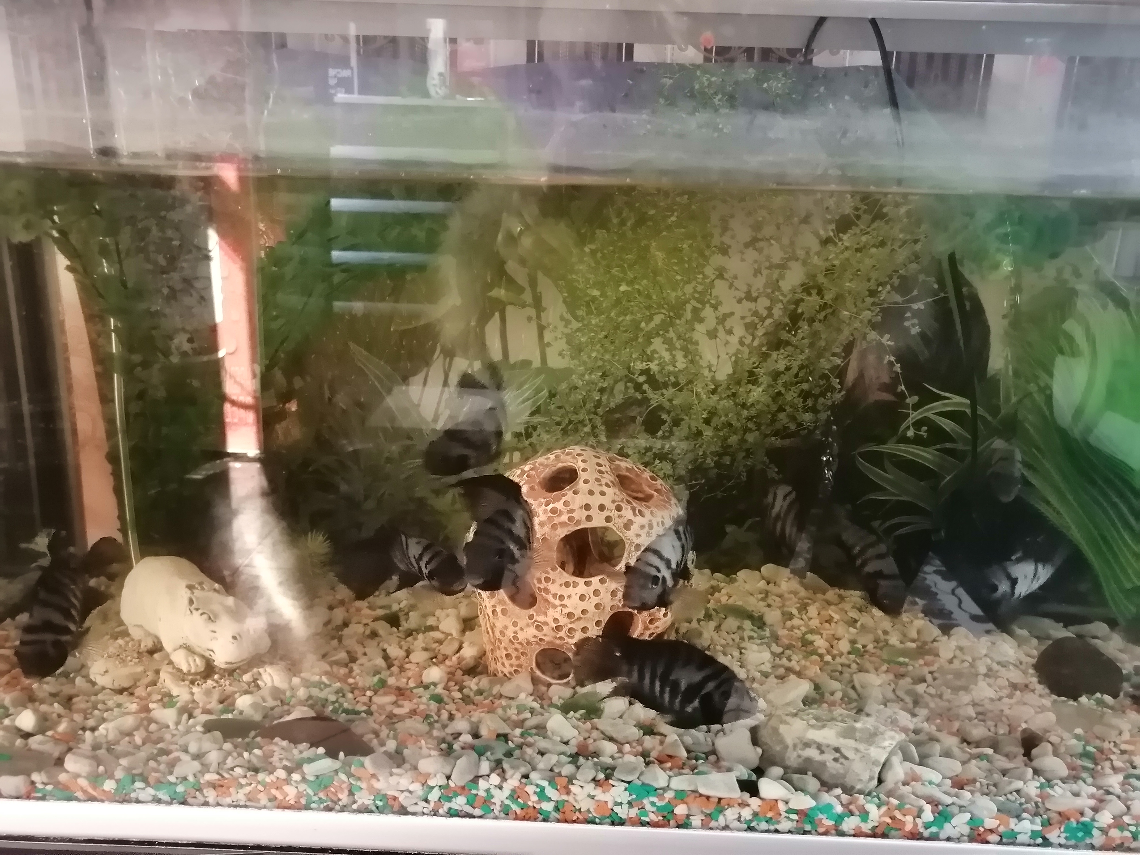 Фото Классик