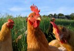 Piskarevskaya ptitceferma (Podgornaya ulitsa, 2Б) ، المشاريع الزراعية