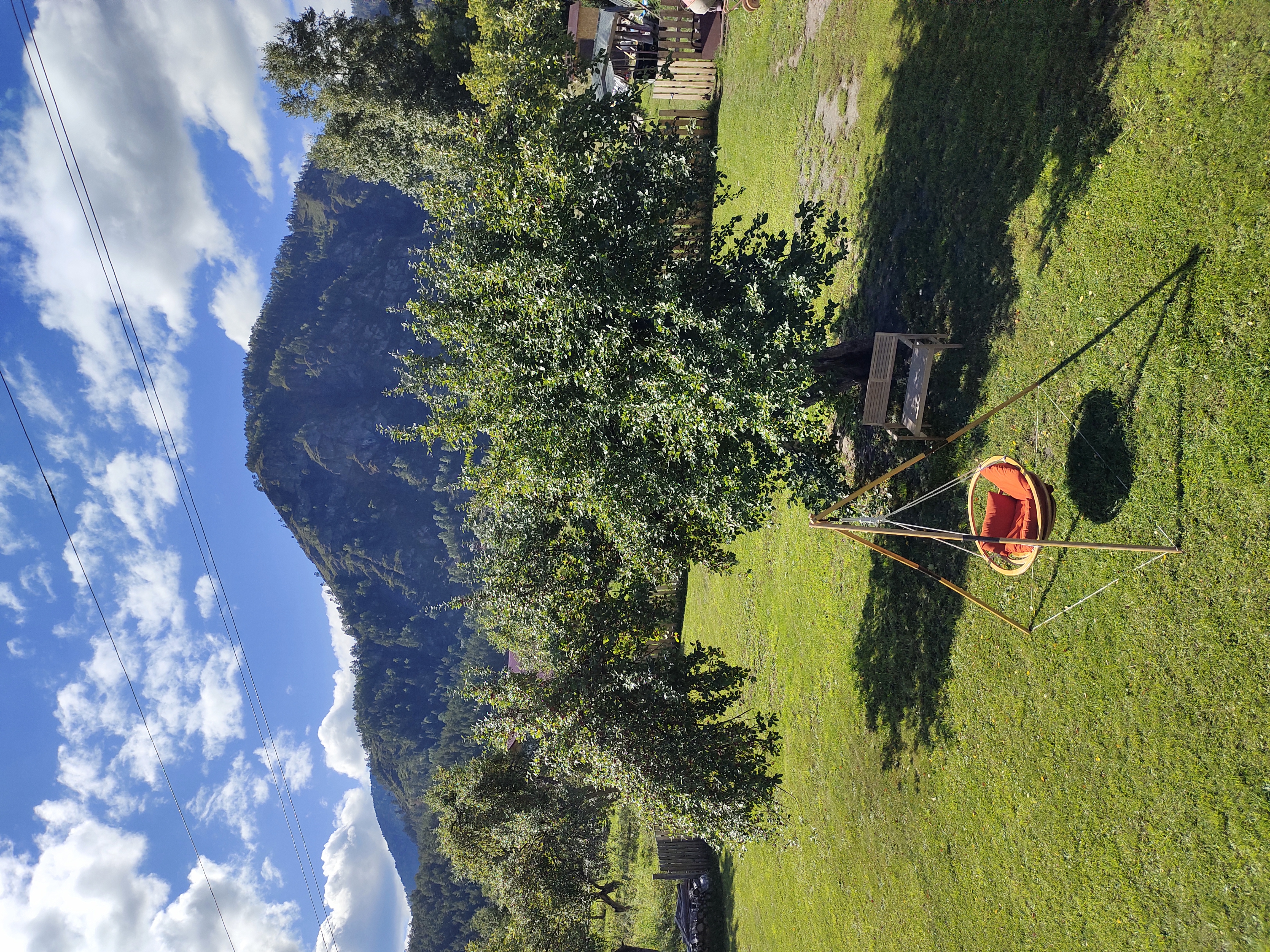 Фото Золотой медведь