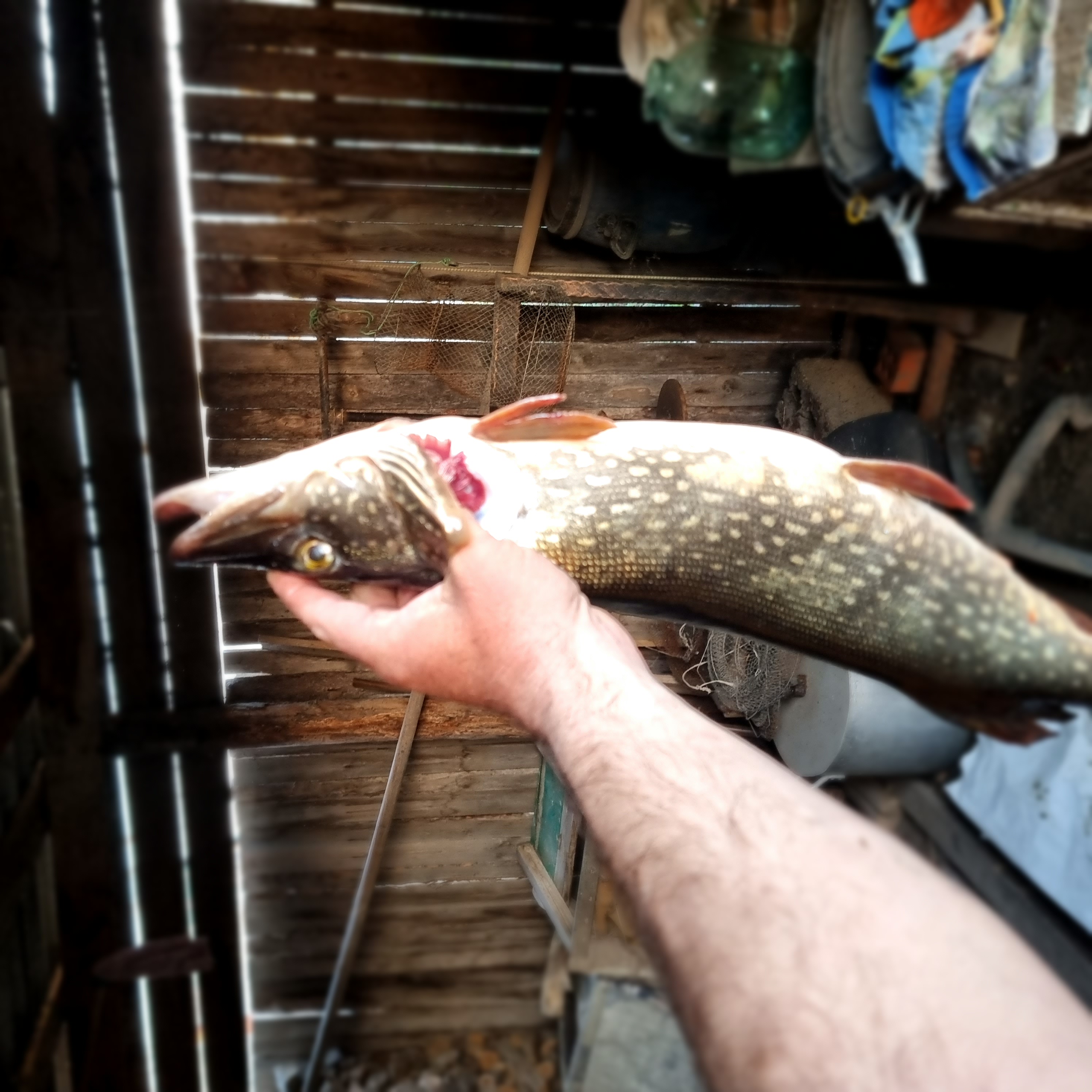 Фото Дельта