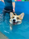 Бассейн для собак (Davydkovskaya Street, 3с2), swimming pool for animals