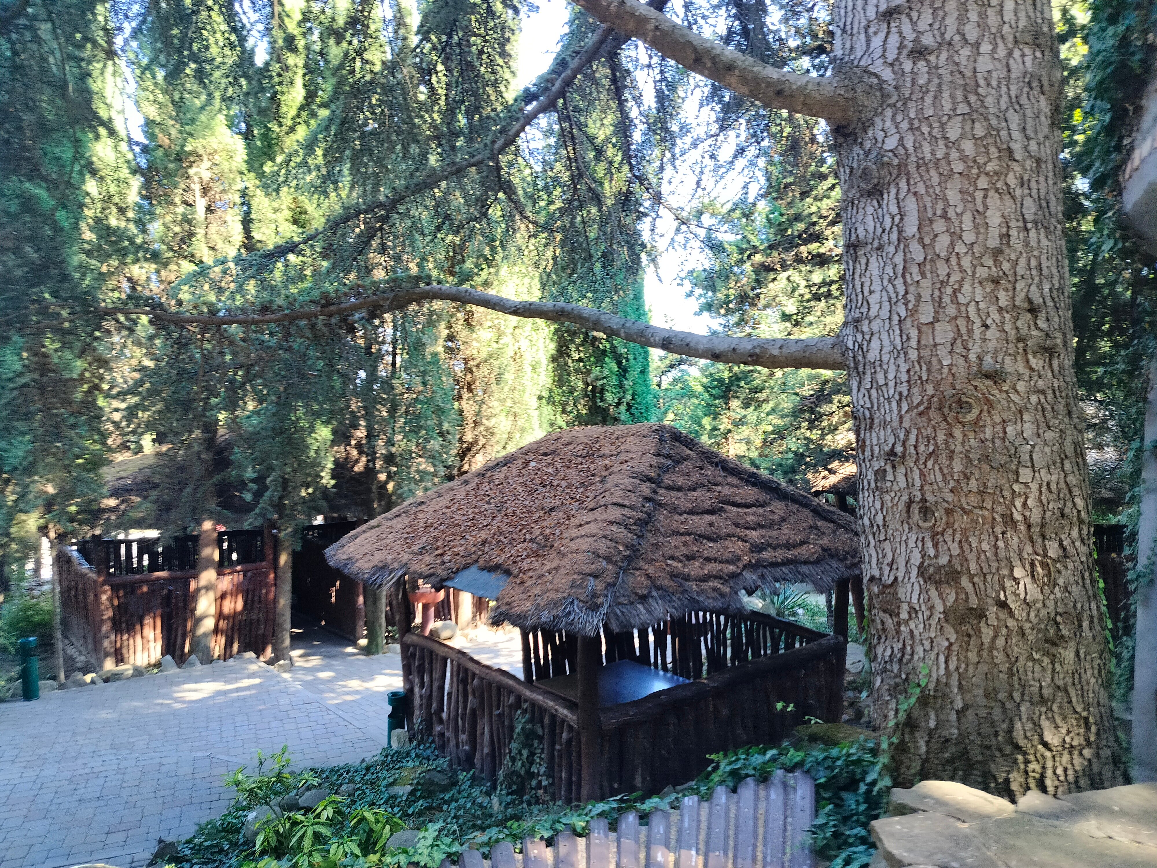 Фото Лесной