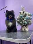 Fluffy Paradise (Plesetskaya Street, 2), pet salon