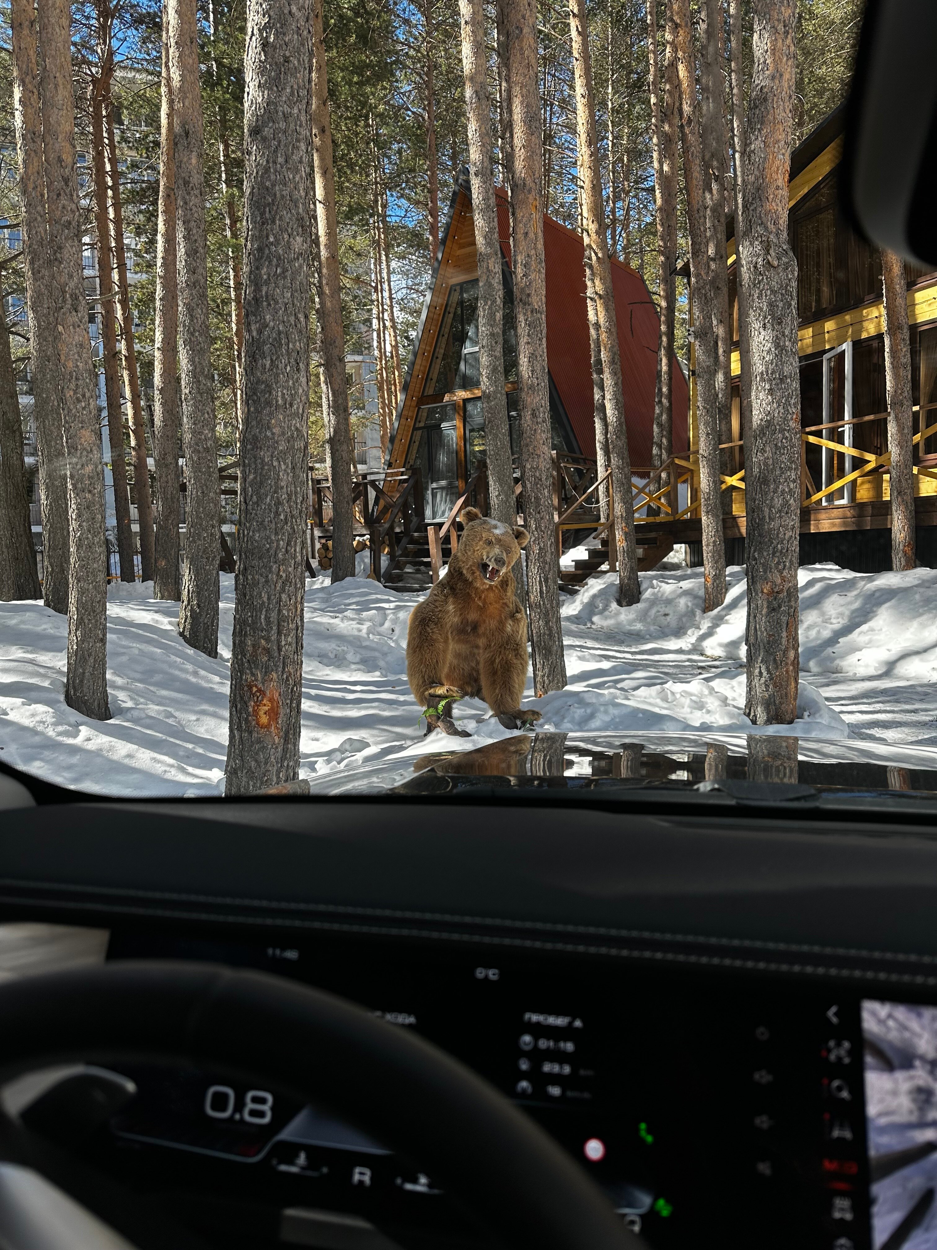 Фото Dream Chalet