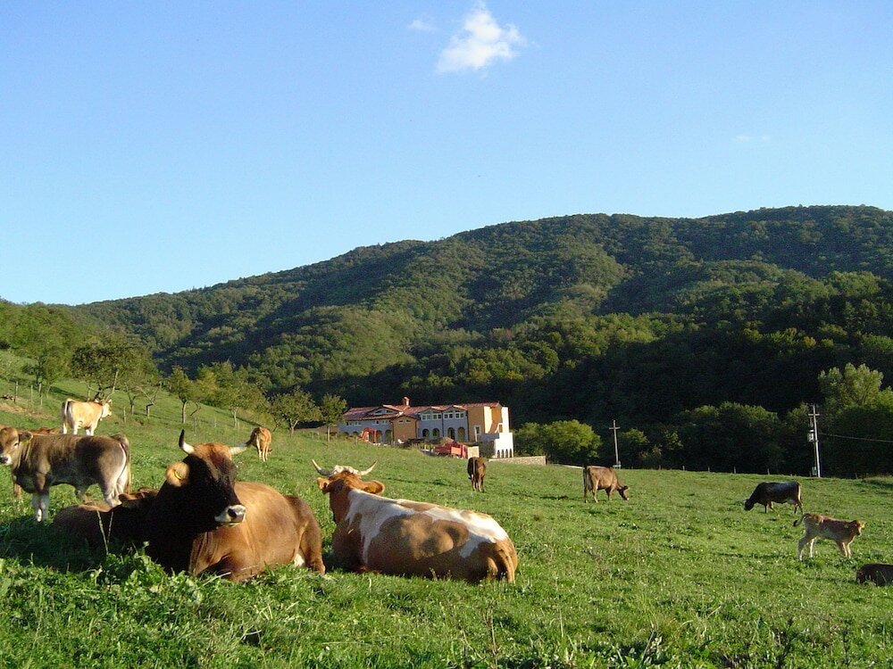 Фото Hiša posebne sorte