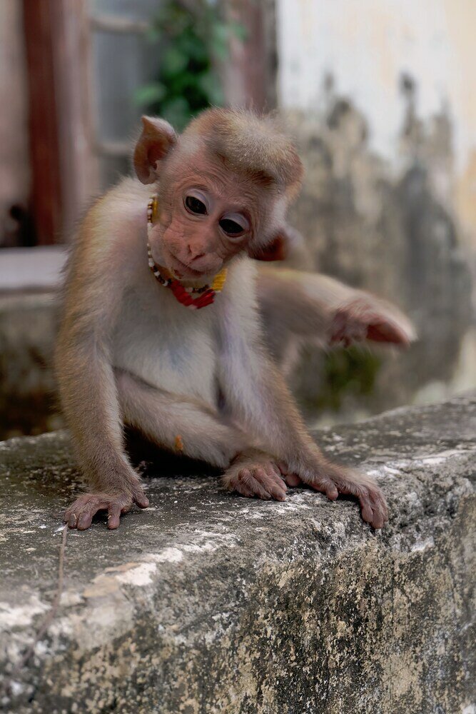 Фото Orchard House