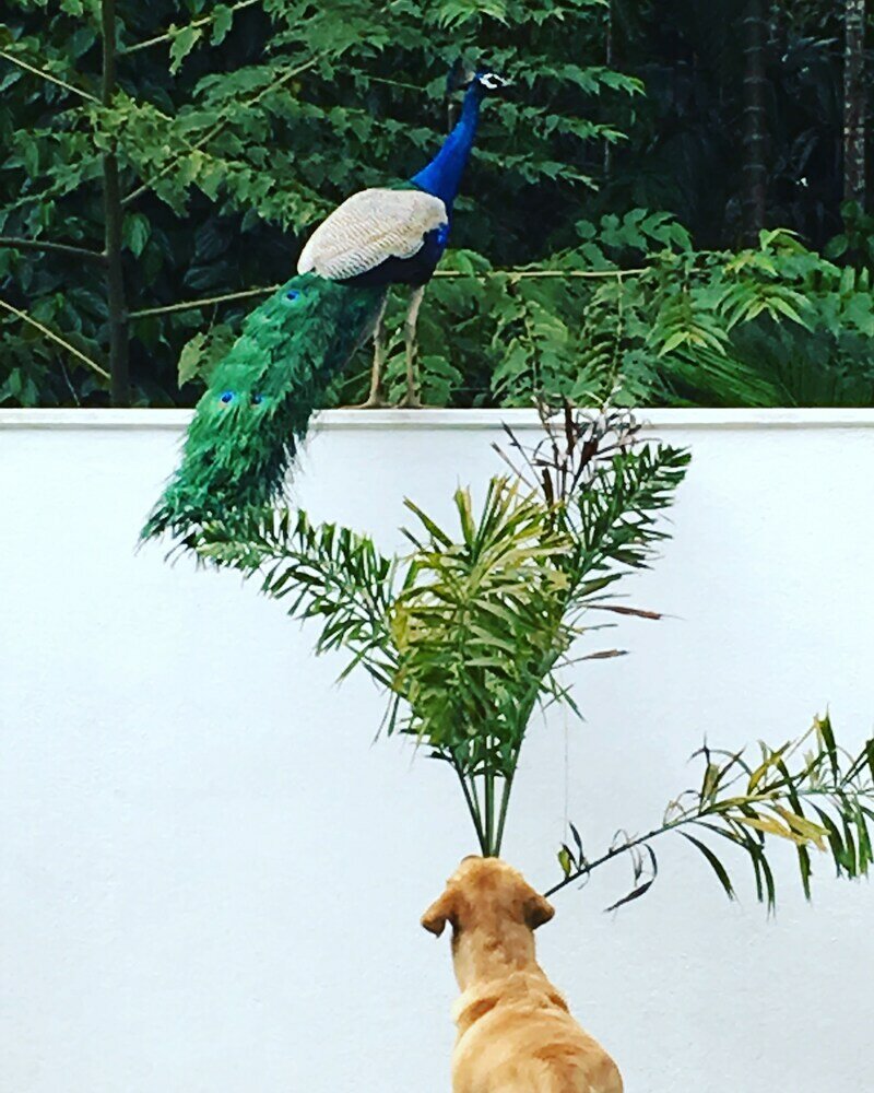 Фото Silence Garden