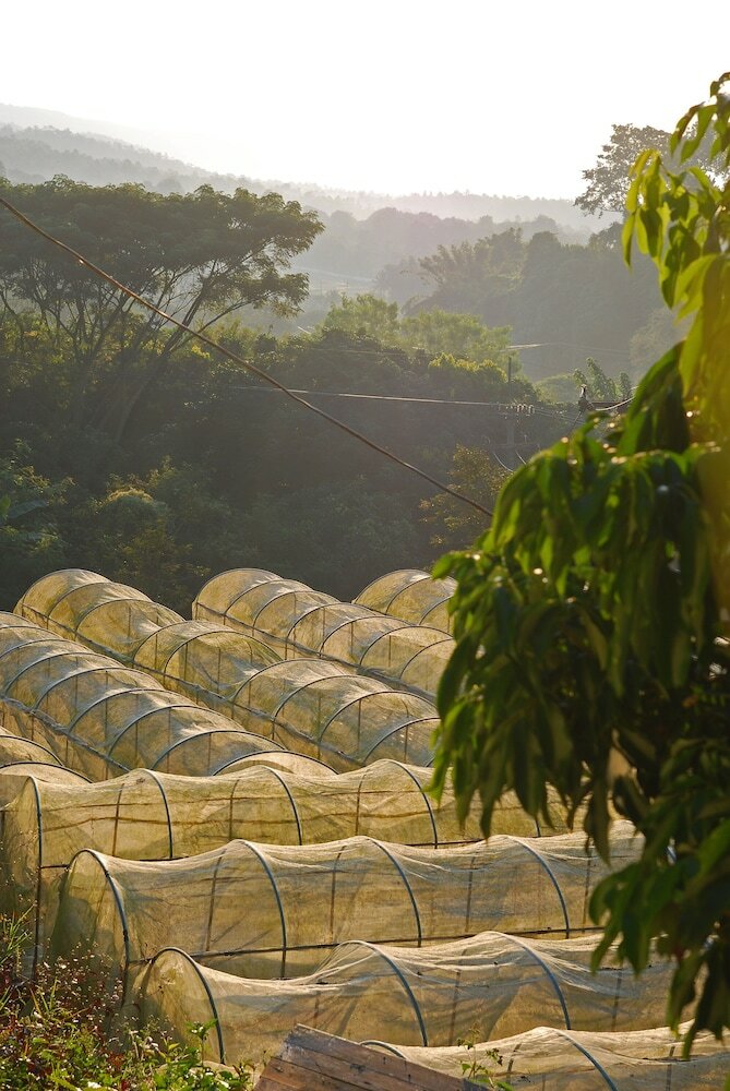 Фото Vanilla Hill