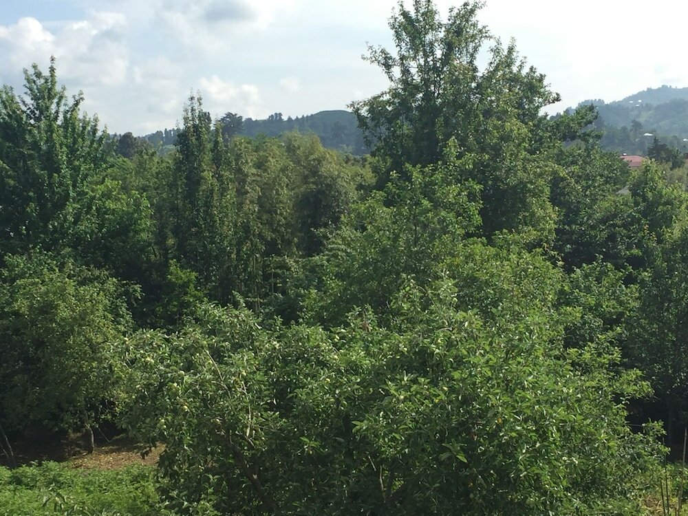 Фото Hotel Botanica