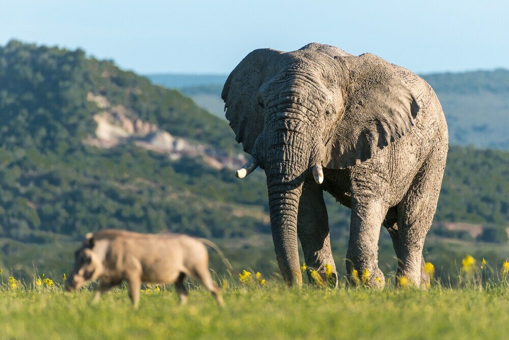 Фото Shamwari Explorer Camp