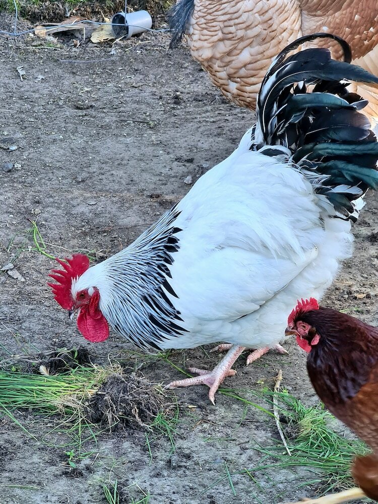 Фото Halls Haven Holiday Units