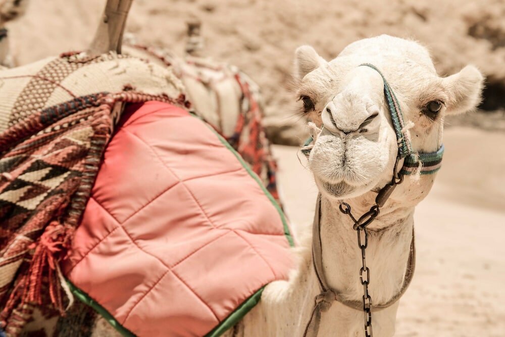 Фото Marsa Shagra Village