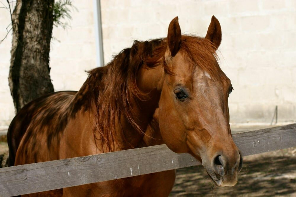 Фото Tenuta Sant'Andrea
