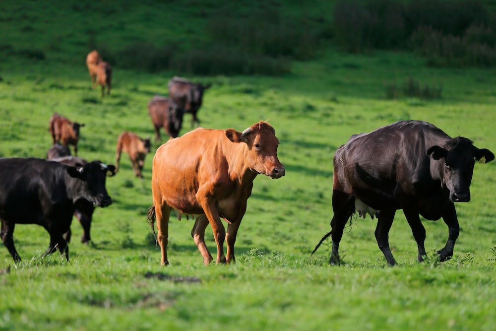 Фото Upper Gelli