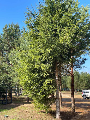 Иное жильё Заповедное в Калужской области