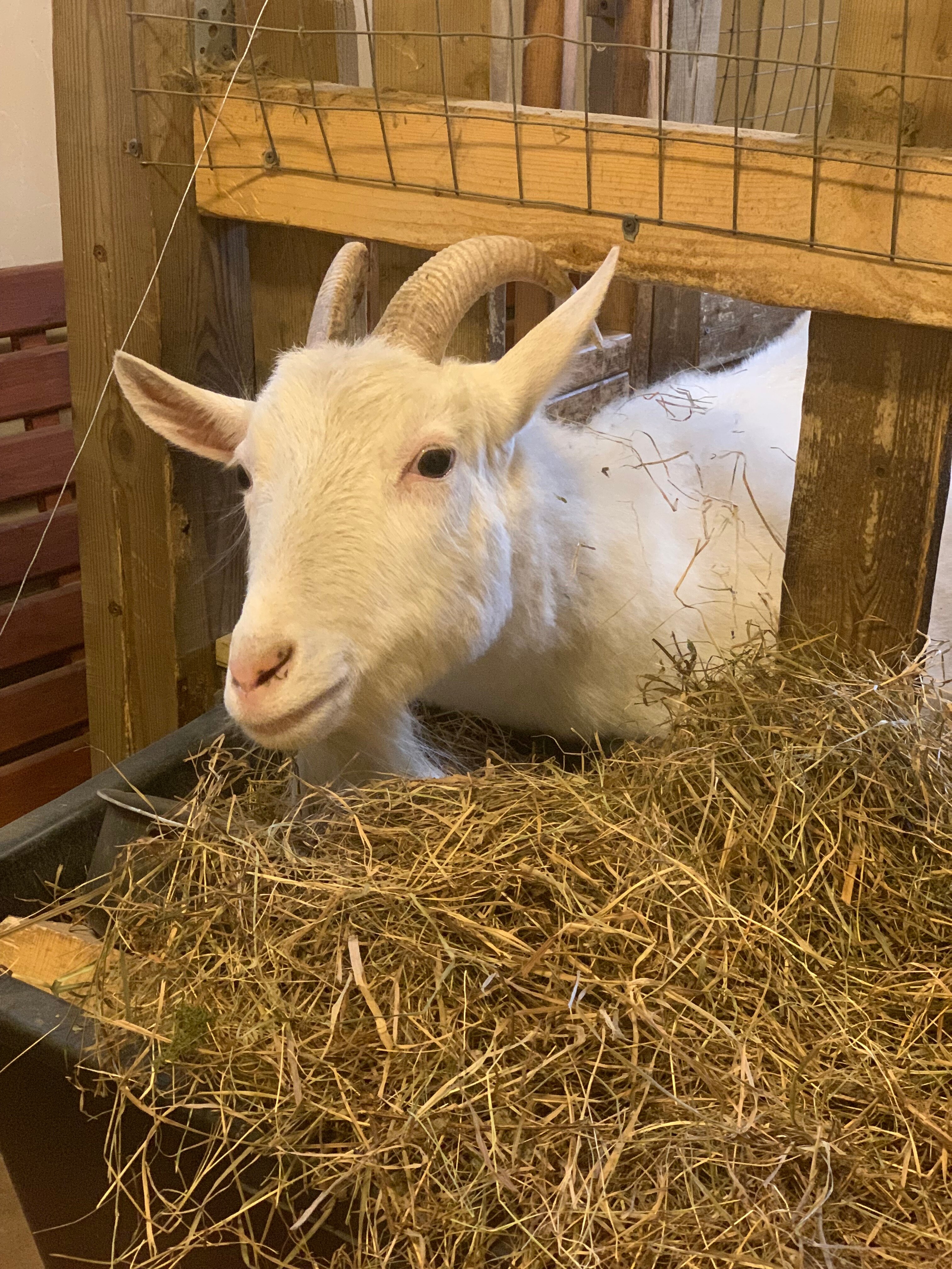 Фото Усадьба на Шамокше