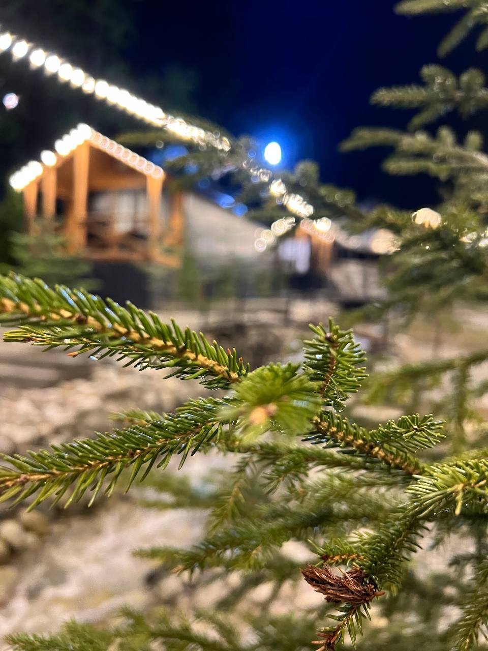 Фото Сосновка