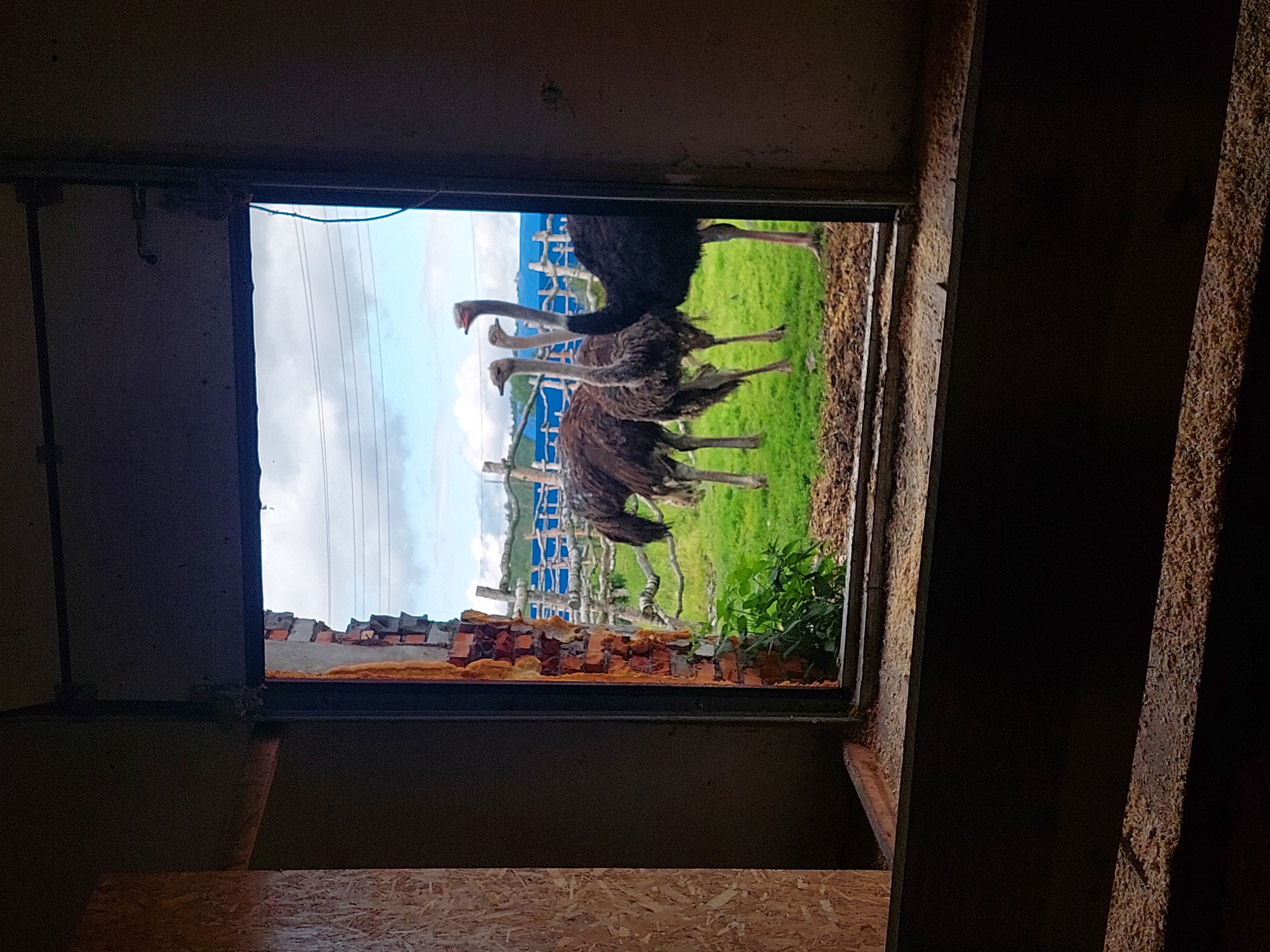 Фото Мурманская страусиная ферма