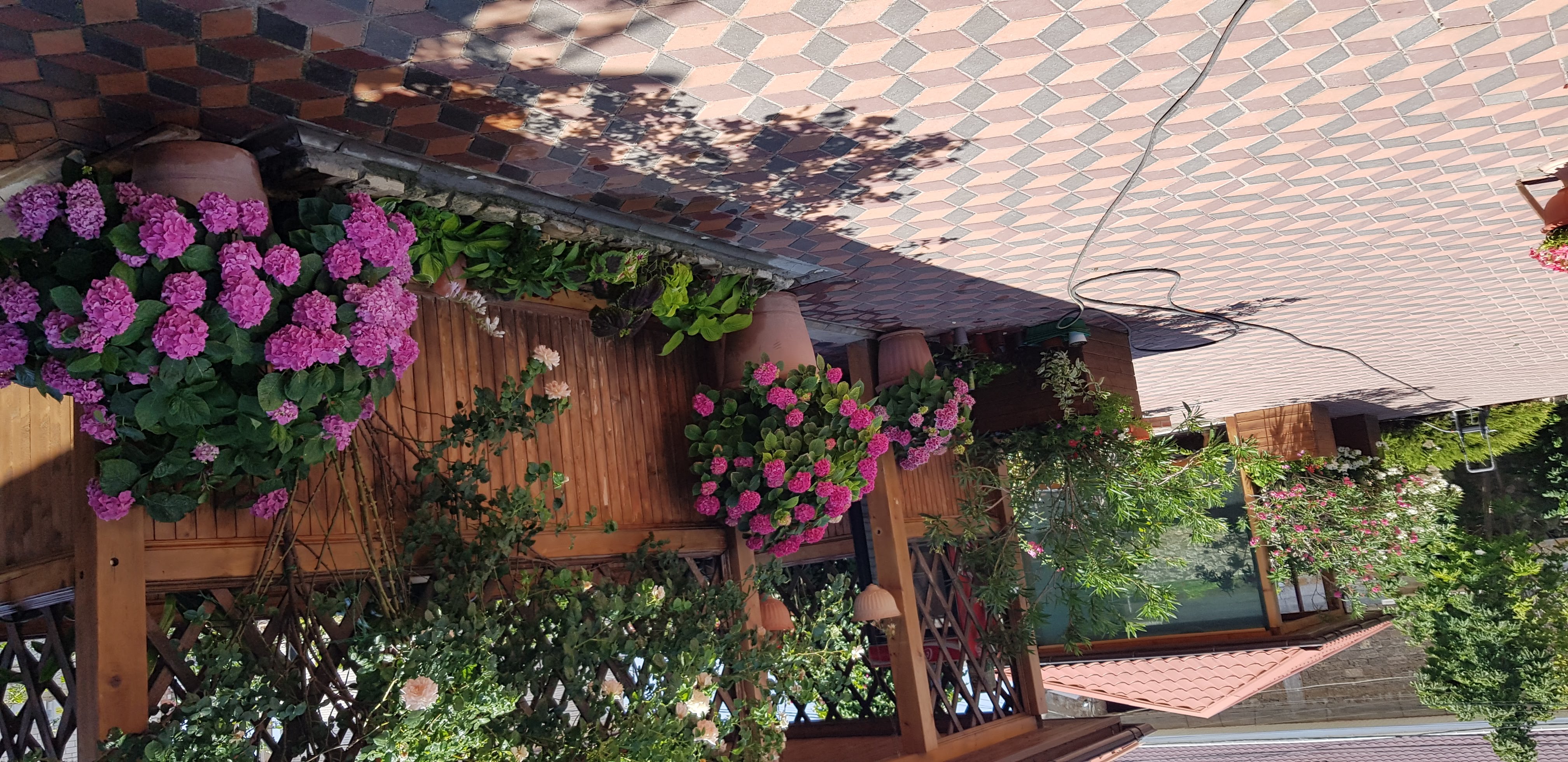 Фото Сапсан