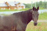 Alexandria (DNP Romashkovo, 1), horse riding