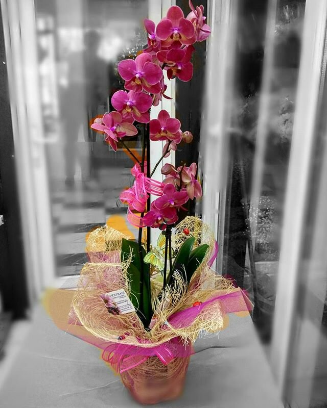 Flower shop Isparta Yigitbasi Florist, Isparta, photo