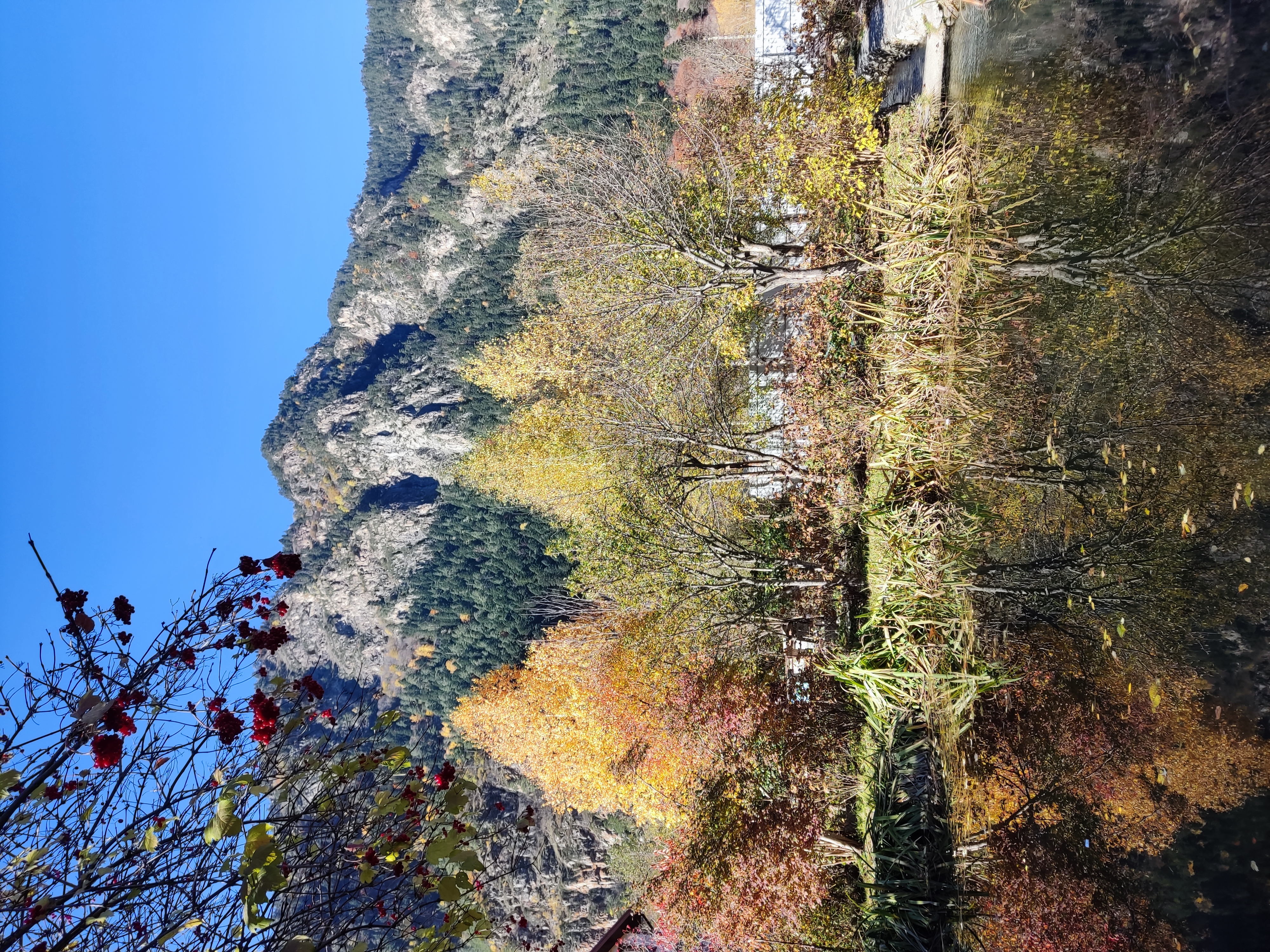 Фото Кипрей