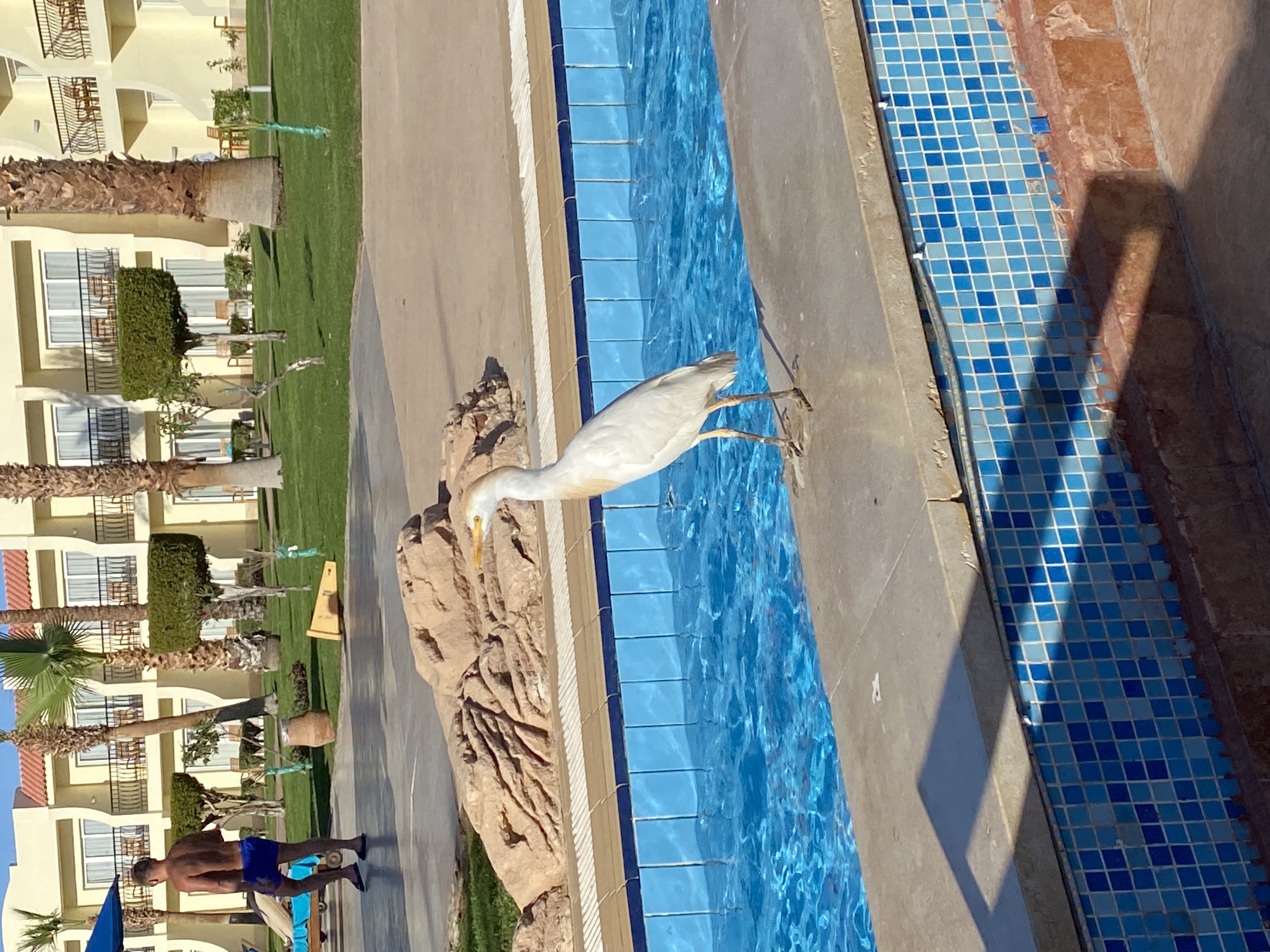 Фото DoubleTree by Hilton Sharm El Sheikh - Sharks Bay Resort