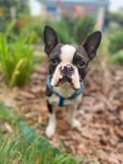 Avesta Viva kennel (Kolkhoznaya ulitsa, 41) ، مربي الحيوانات