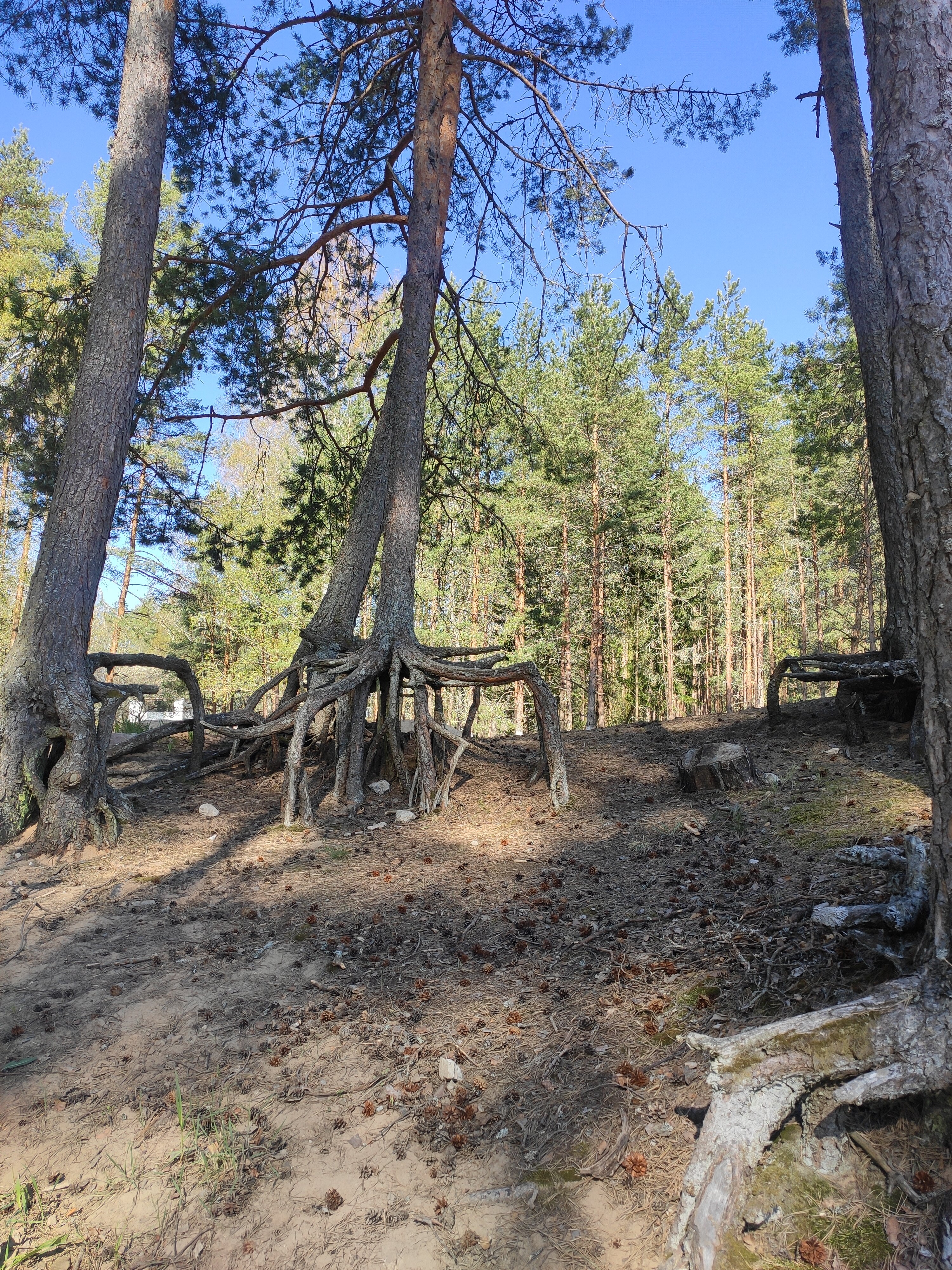 Фото Green Force