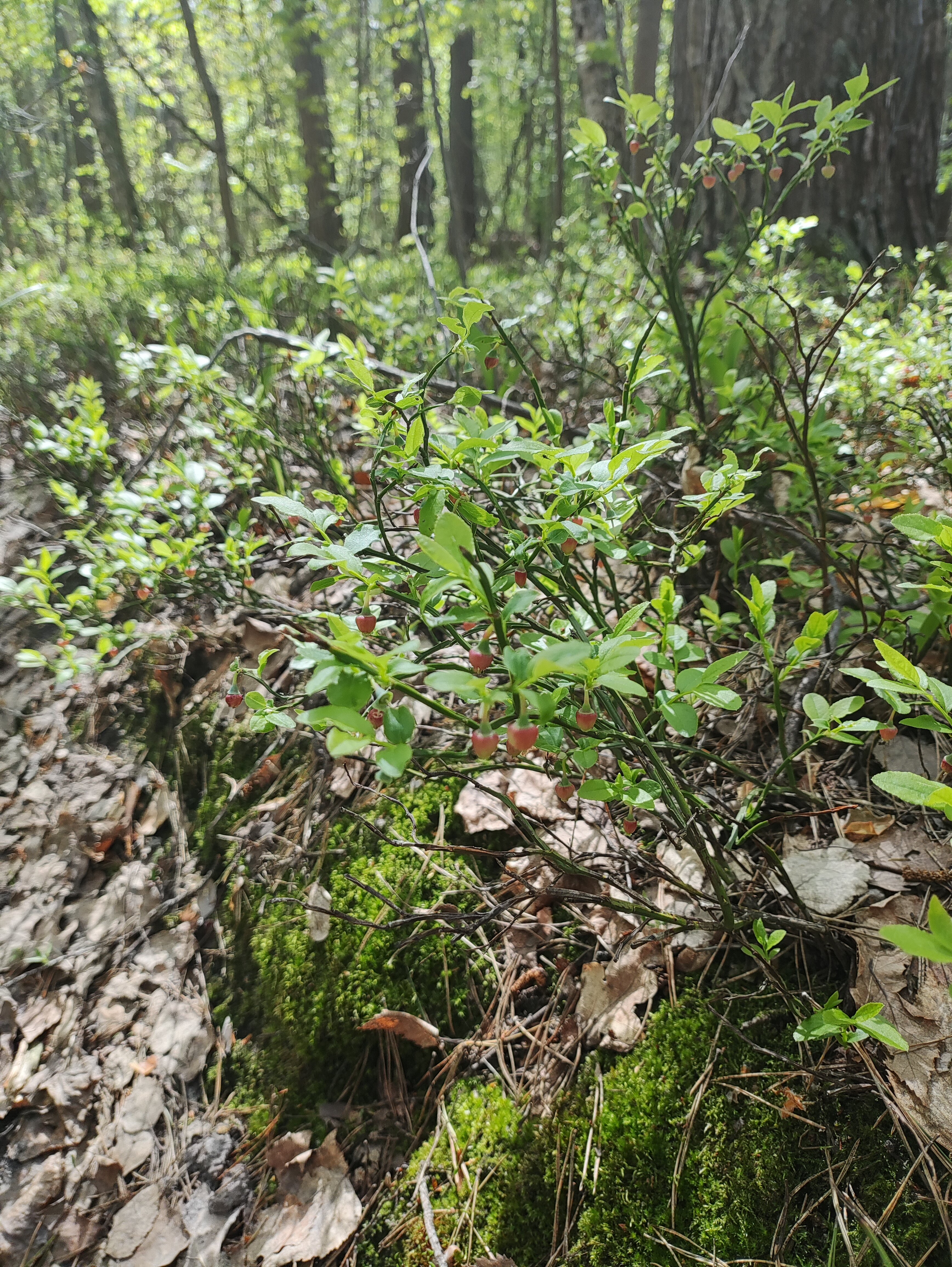 Фото Орехово Лес