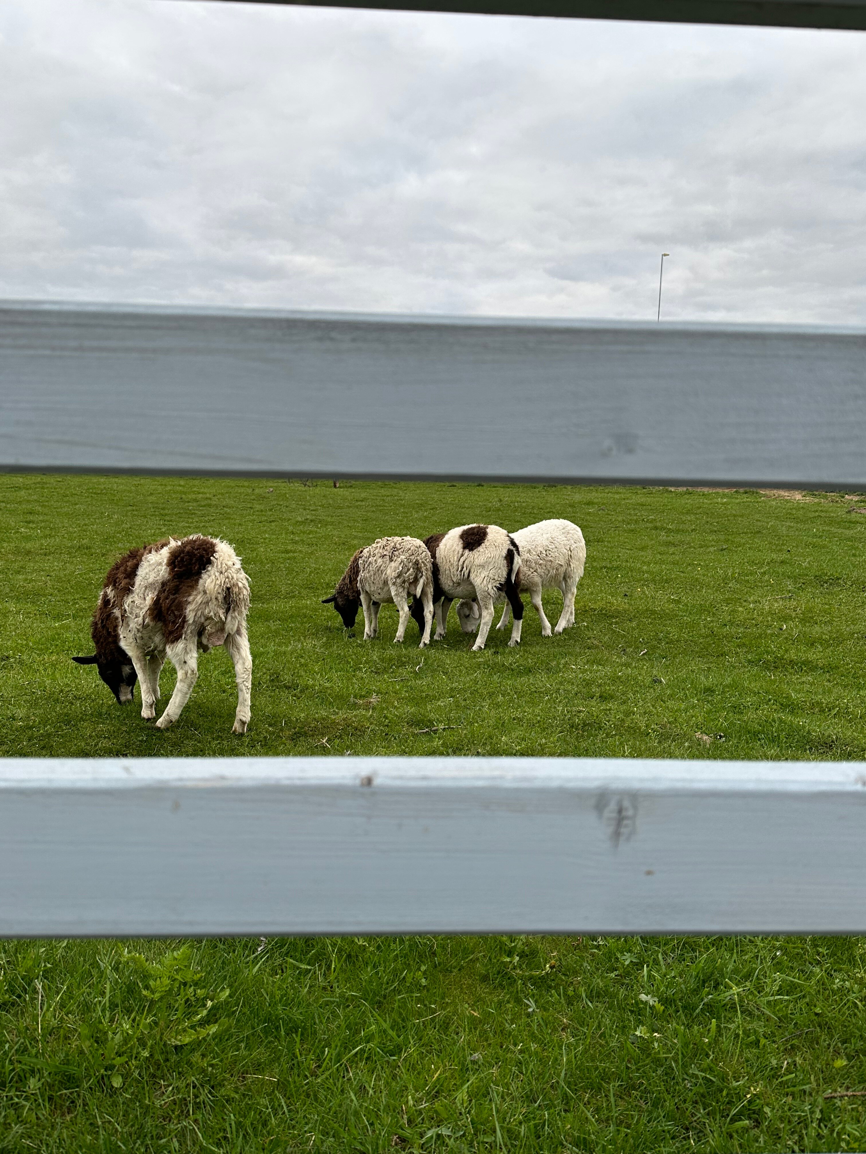 Фото Егорово поместье