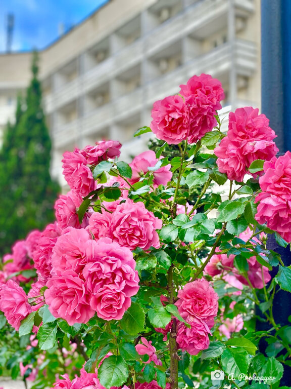 Фото Голубой залив