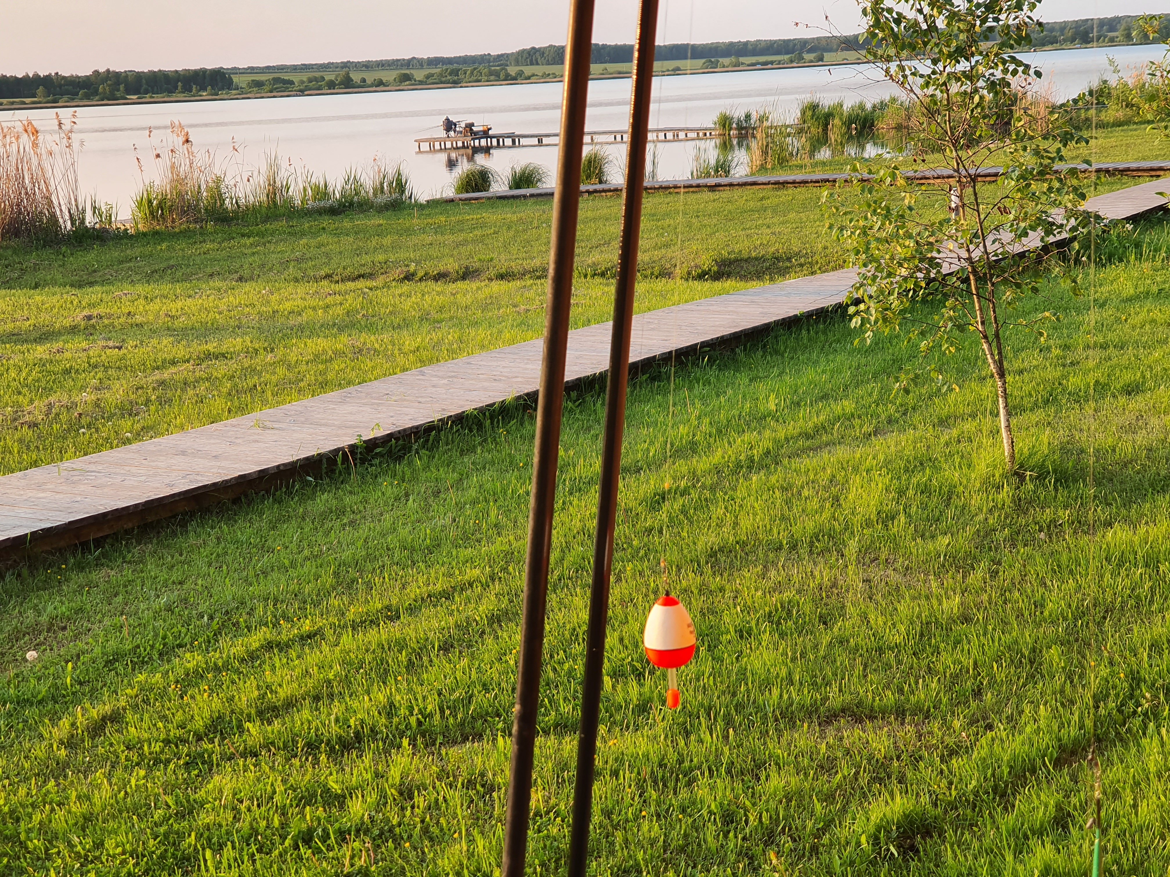 Фото Белая цапля