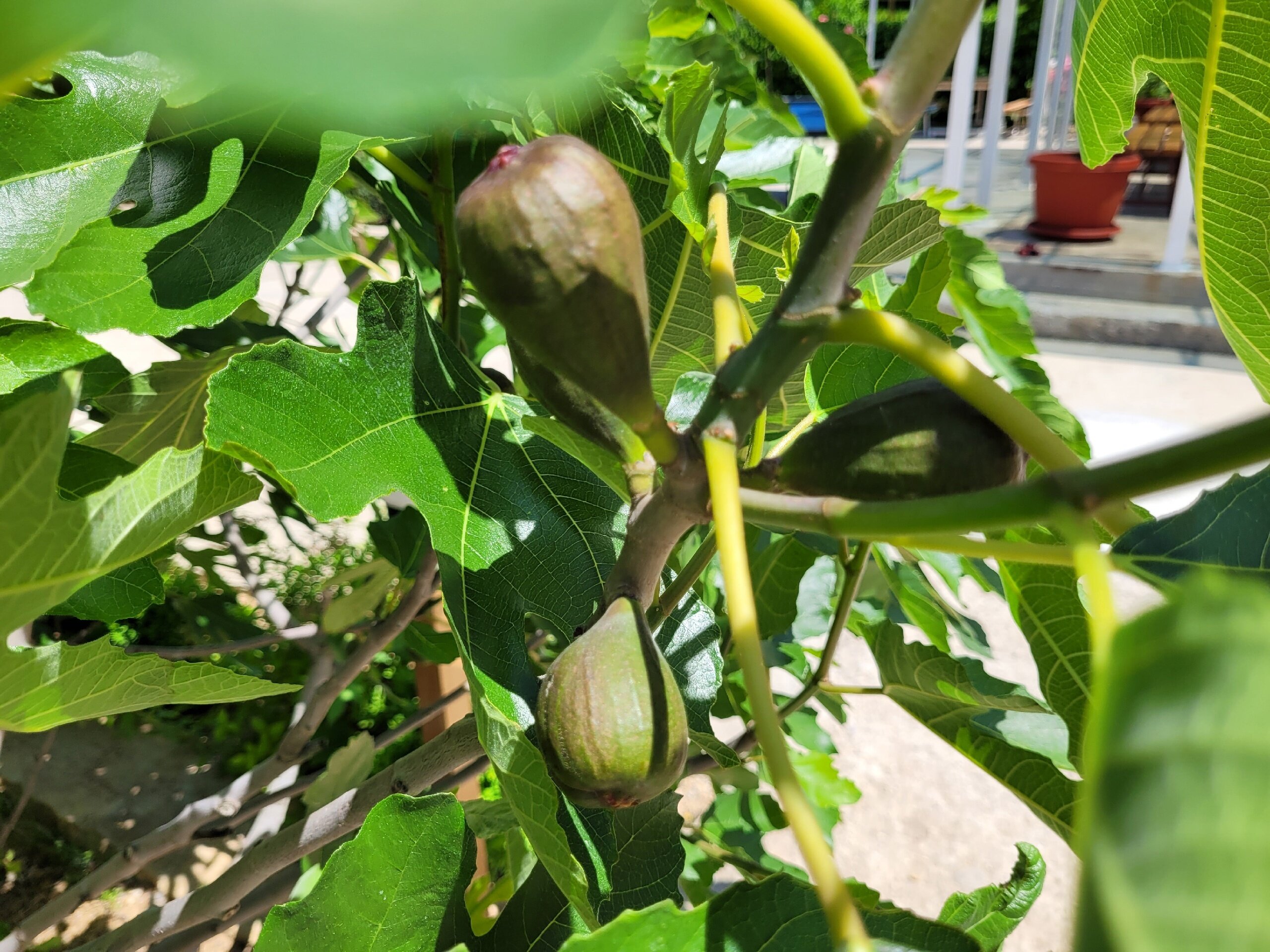 Фото Мерджан