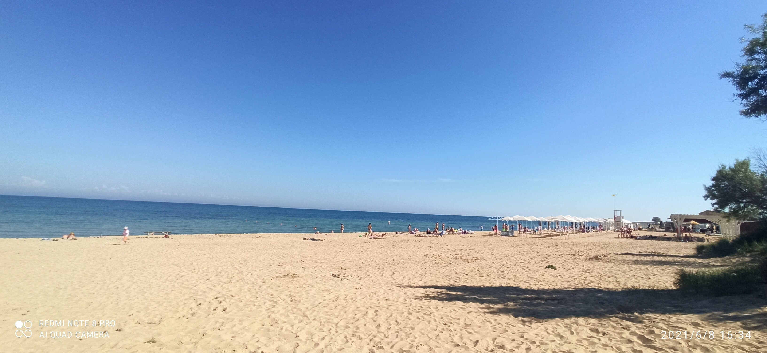 Фото Цветок папоротника